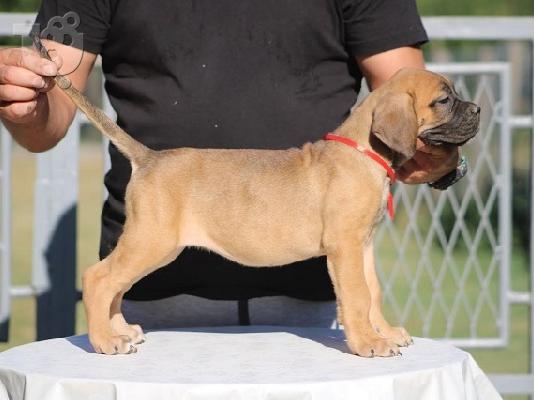 Κουτάβια Cane Corso